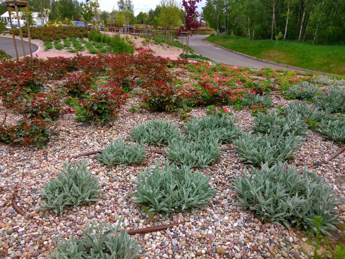 Zakladanie Ogrodu - Modry Las