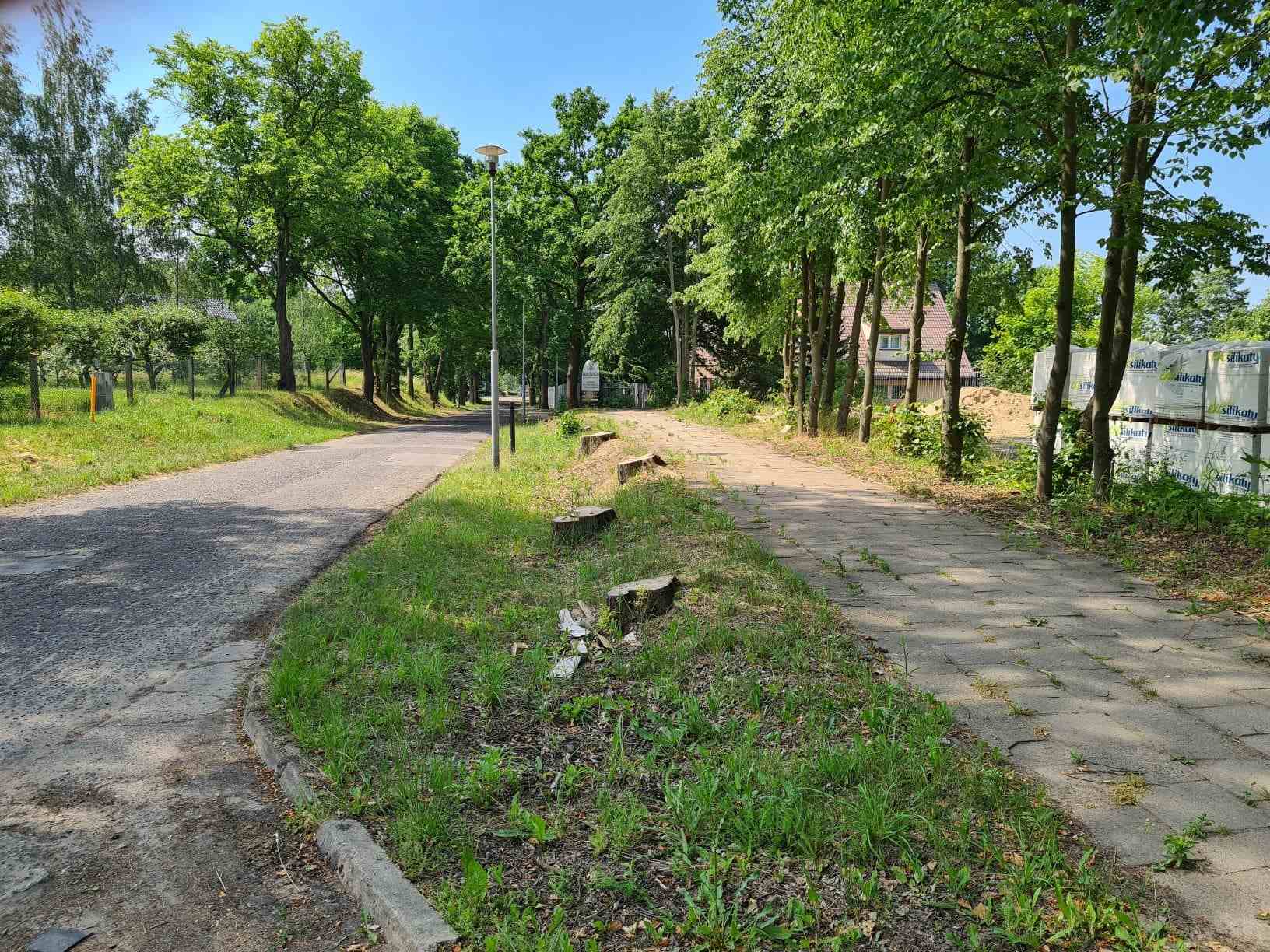 szczecin inwentaryzacja dendrologiczna